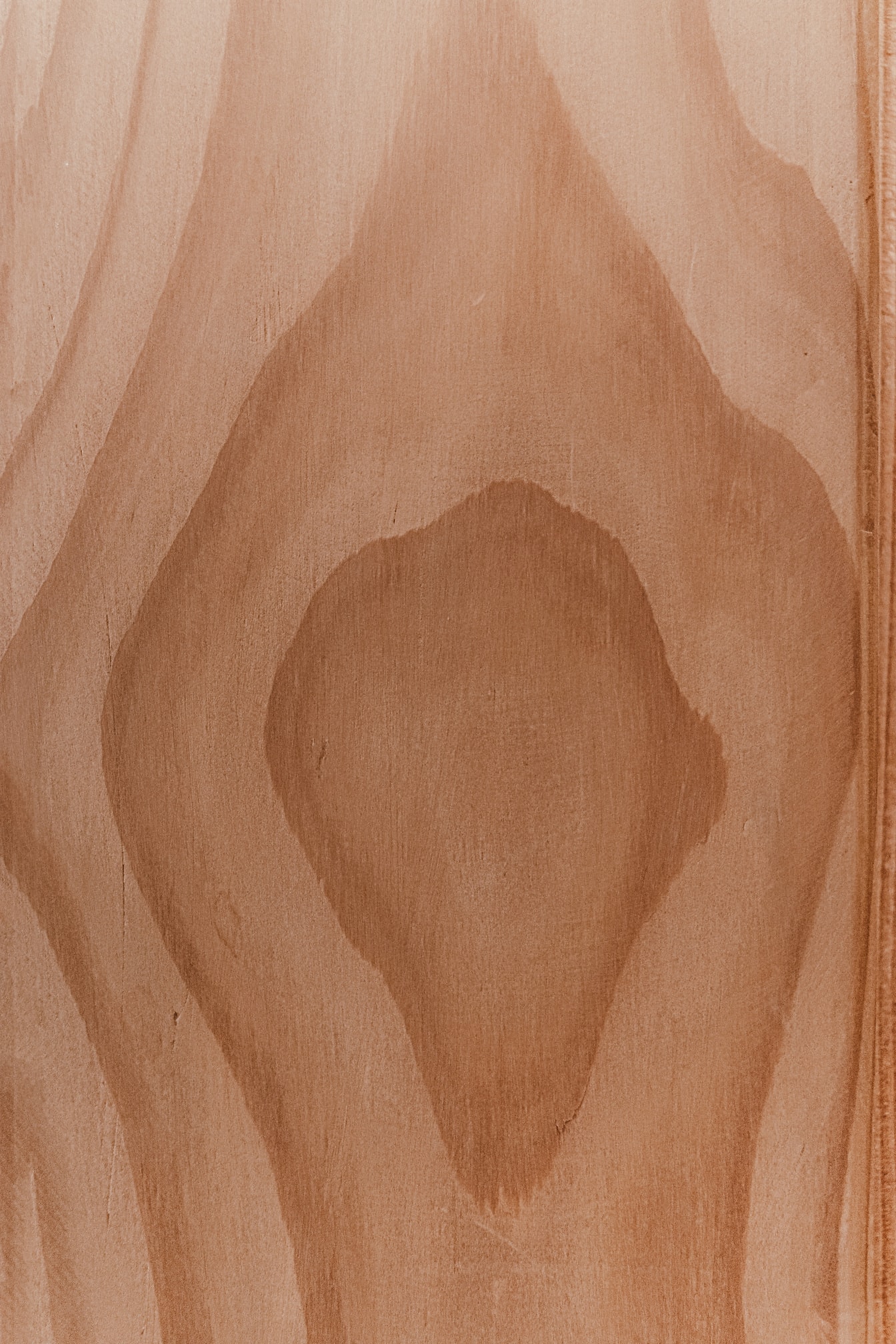 Sezione trasversale del nodo della tavola di legno di quercia