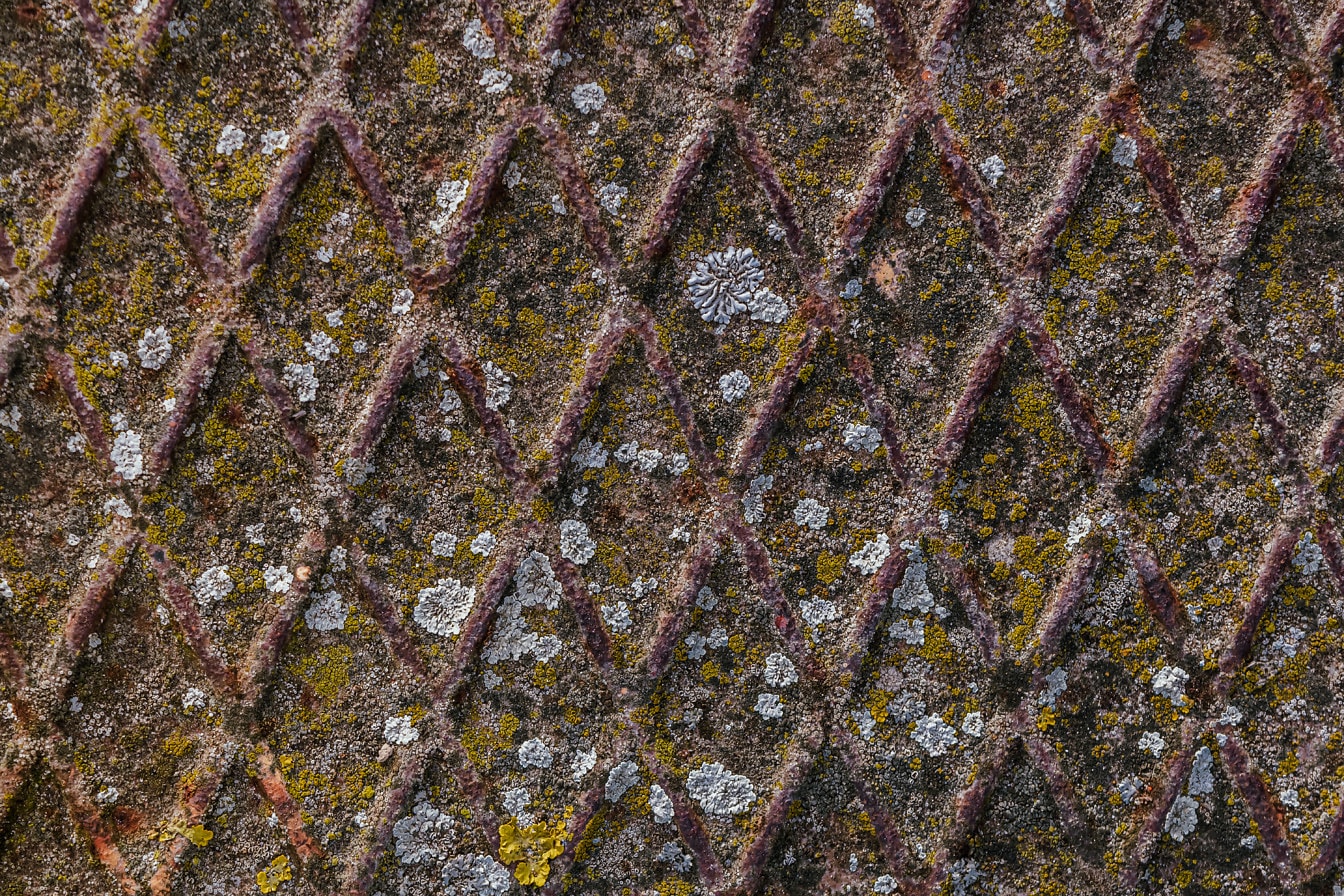 Detailný záber lišajníka na starú hrdzavú liatinovú kovovú textúru