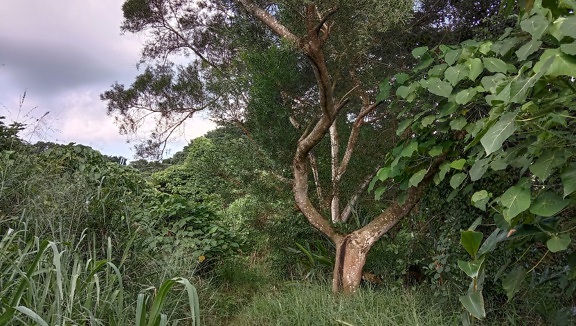 Tropical tree anomg bushesh