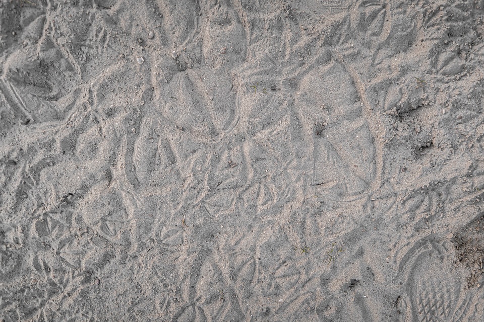 Free picture: Dirty sand close-up texture