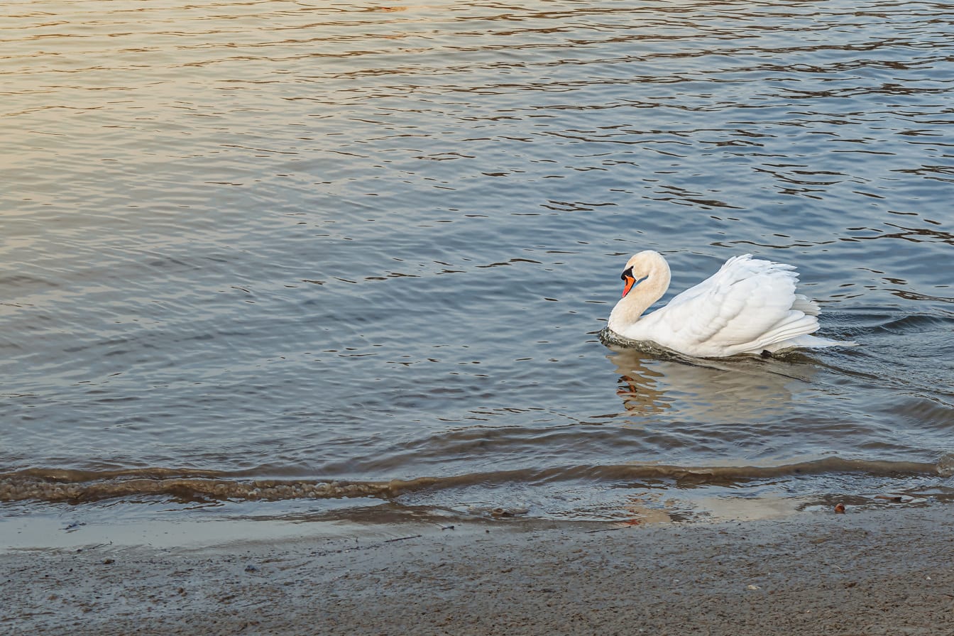Pure white swan proudly swimming