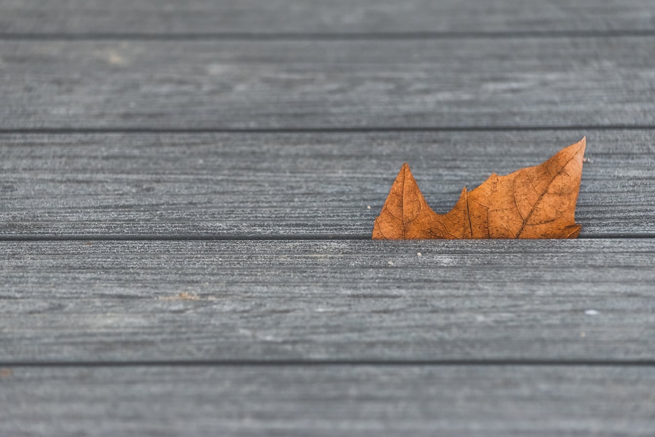 Frunză maro deschis între scânduri de lemn pe promenadă