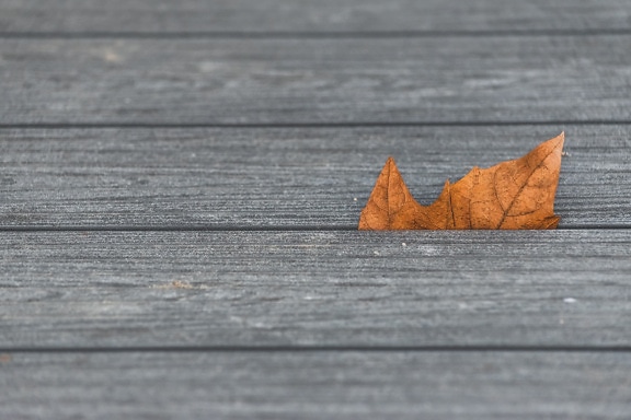 木板路上木板之间的浅棕色叶子