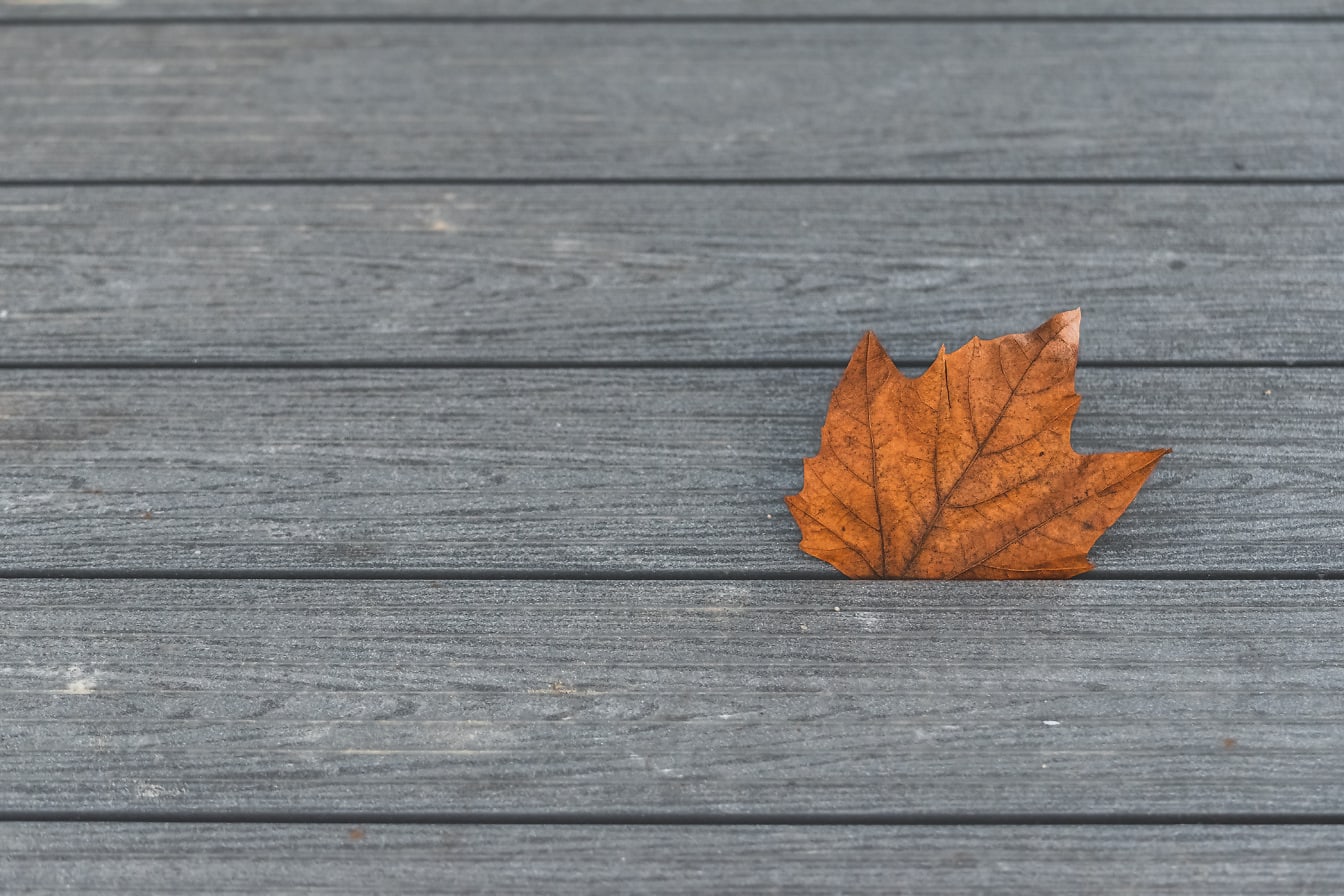 木板上的棕色叶子