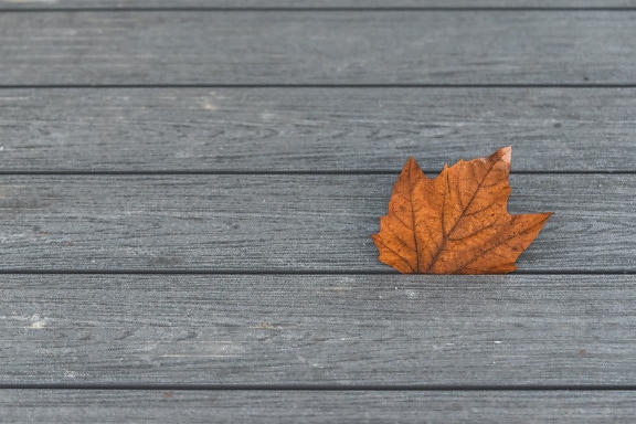 Brown leaf on wooden planks