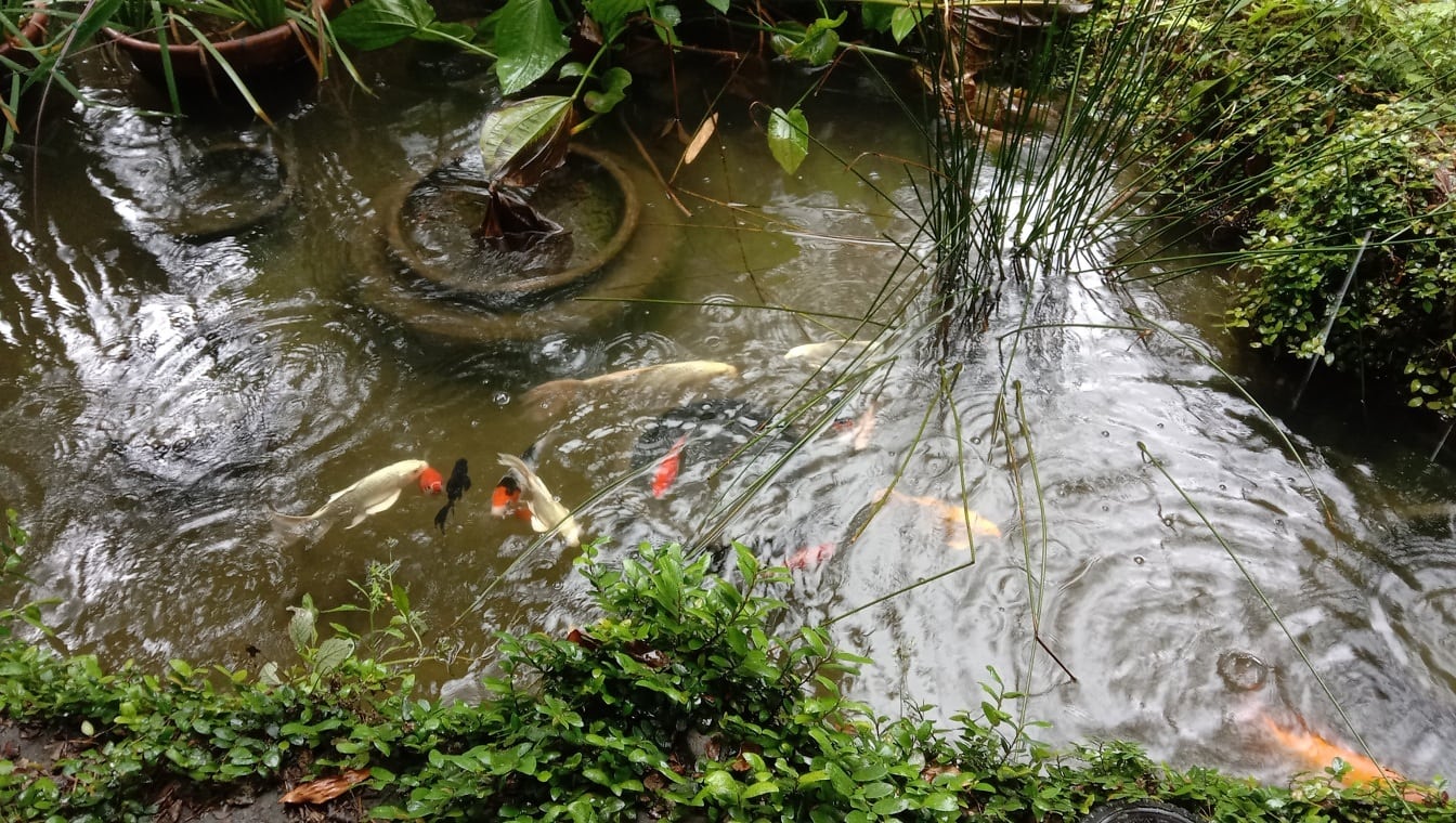 五颜六色的锦鲤鱼在微型池塘中(Cyprinus rubrofuscus)