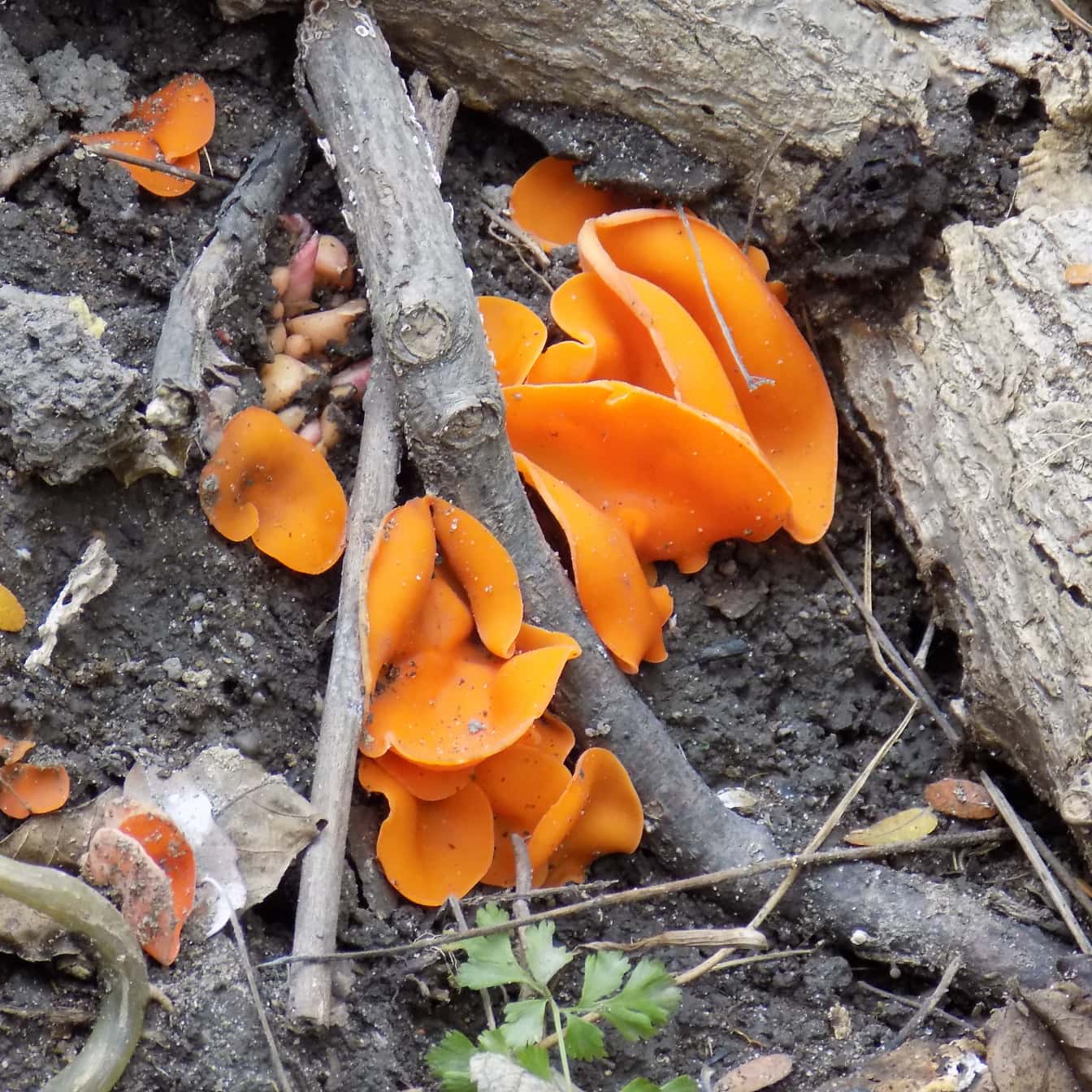 Orange peel fungus (Aleuria aurantia) endemic specie mushroom
