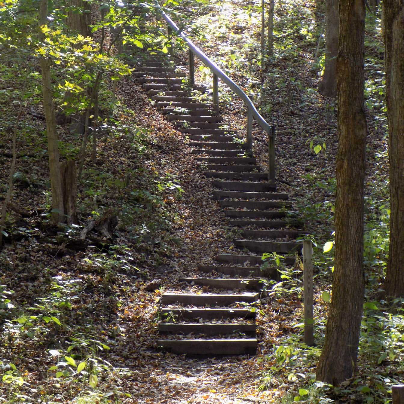Escada de madeira na trilha da floresta na colina