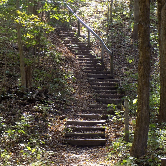 Wooden stairway on forest trail on hill