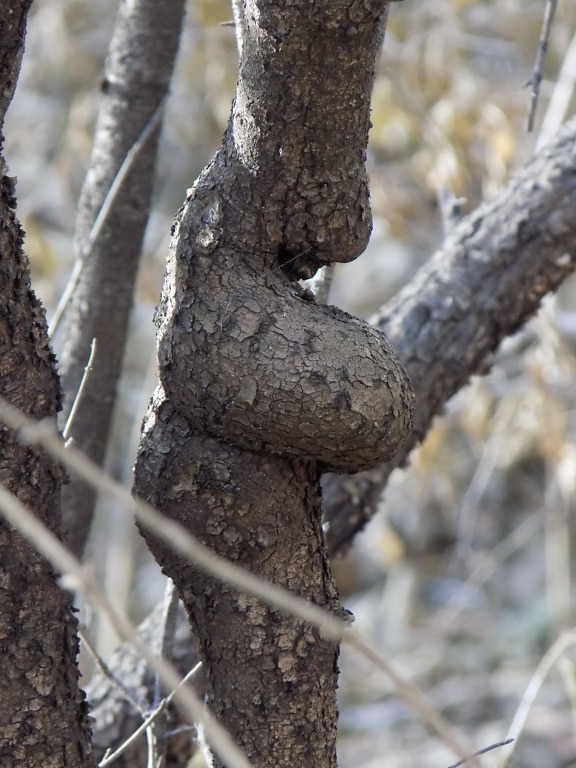 Knot branch on tree trunk