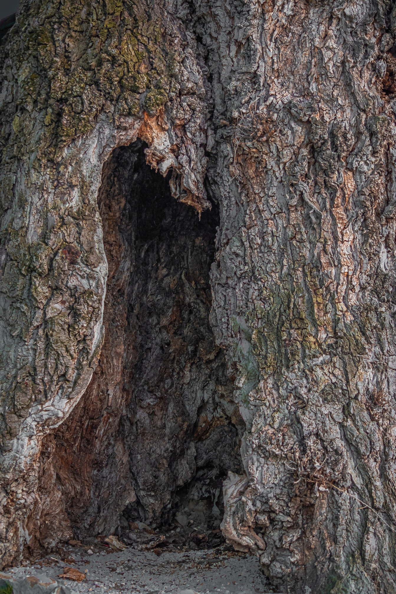 Grande buco nel vecchio tronco d’albero