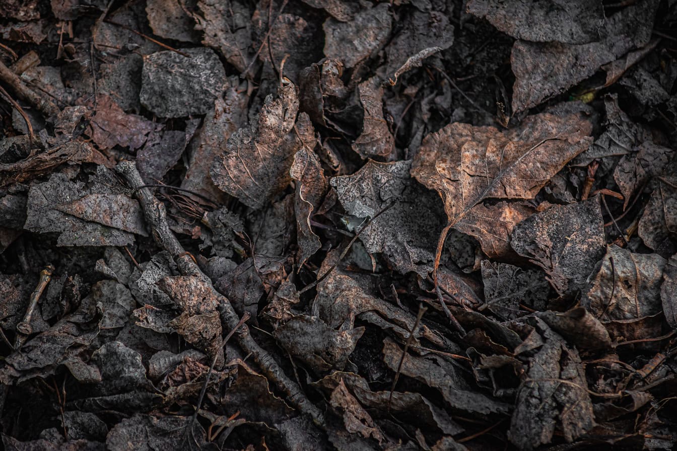 Dry decomposing compost leaves close-up