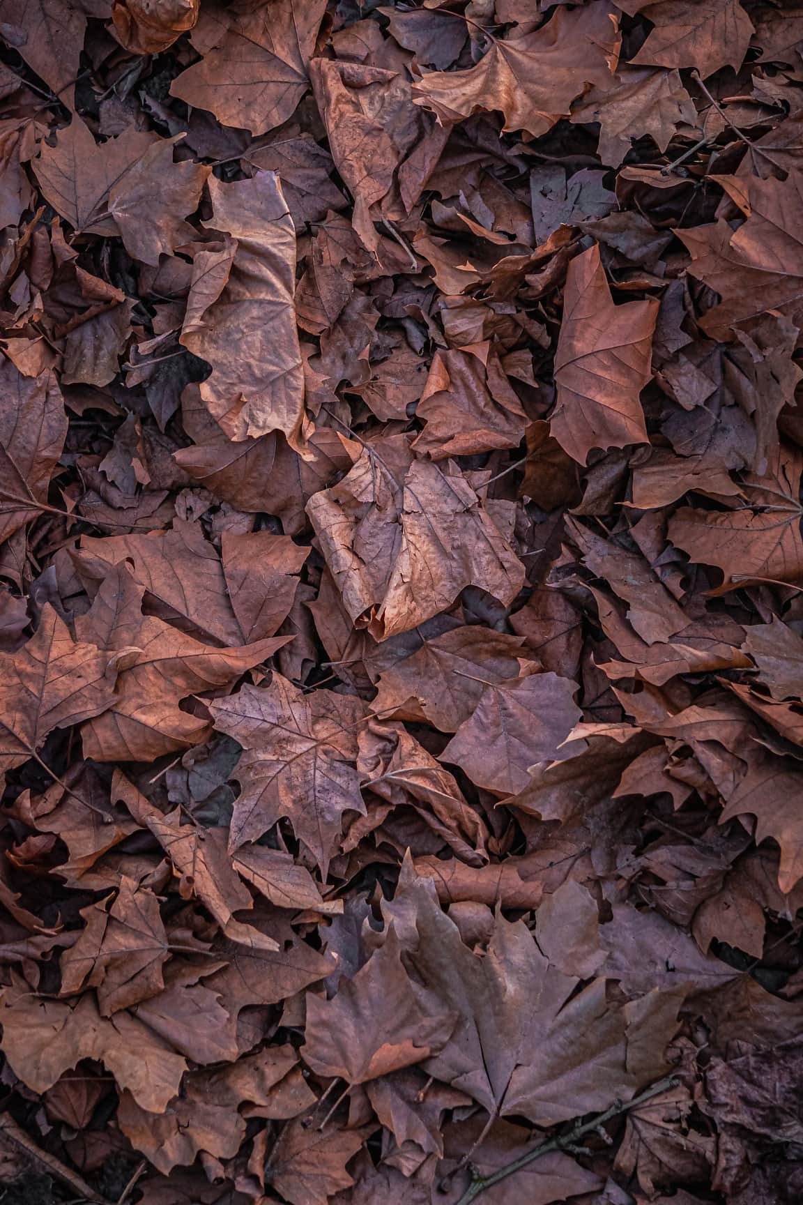 Free picture: Texture of dry brown maple leaves on ground at autumn season