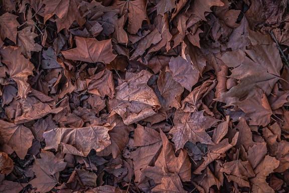 Droge esdoornbladeren op grond close-up-textuur