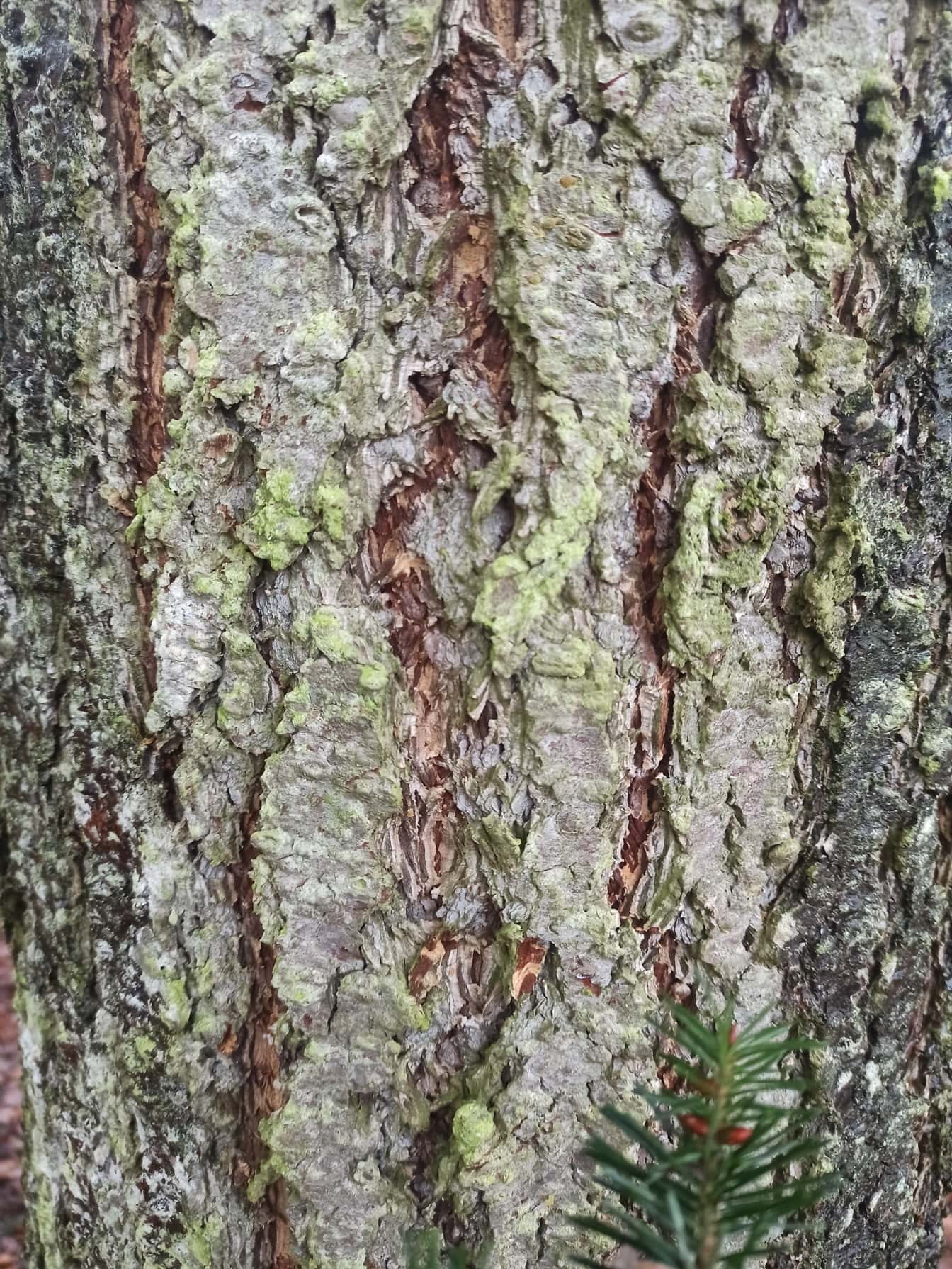 Scoarță de brad Douglas (Pseudotsuga menziesii) prim-plan