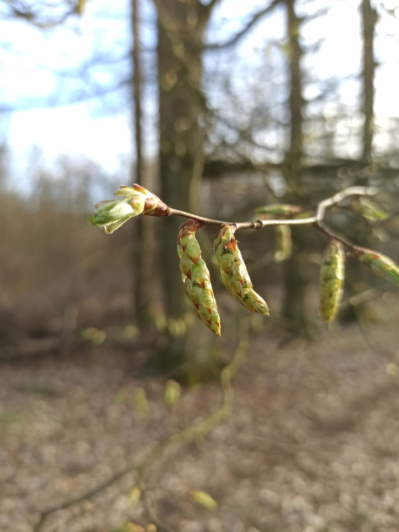 Close-up branchlet primavera na floresta