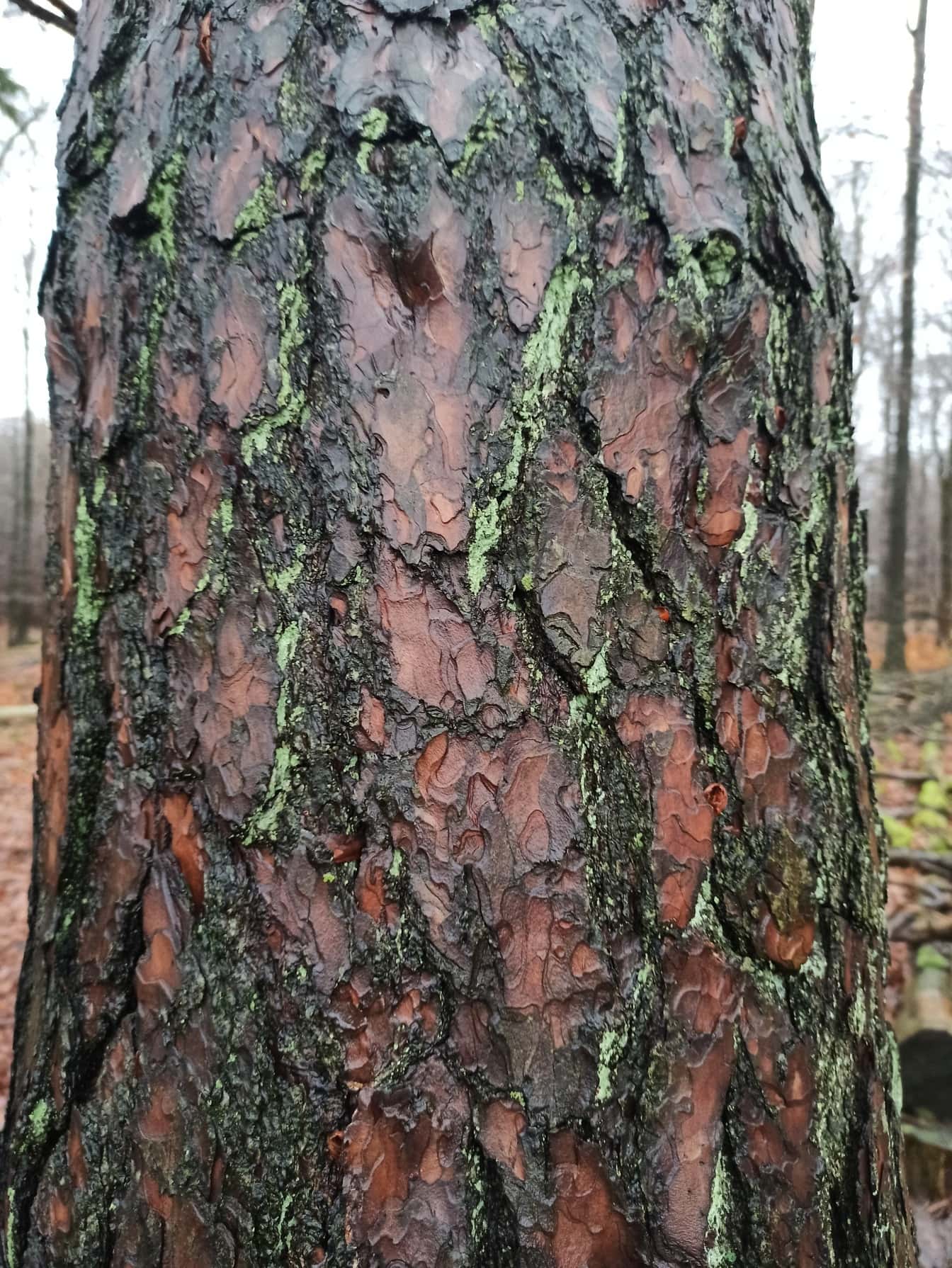 Mokrá kůra kmene borovice zblízka