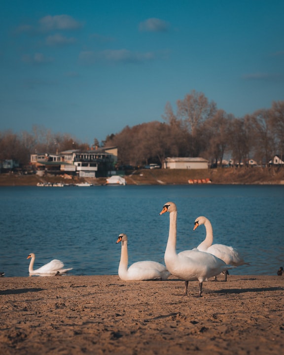 Swans sunbathing on riverbank in summer time