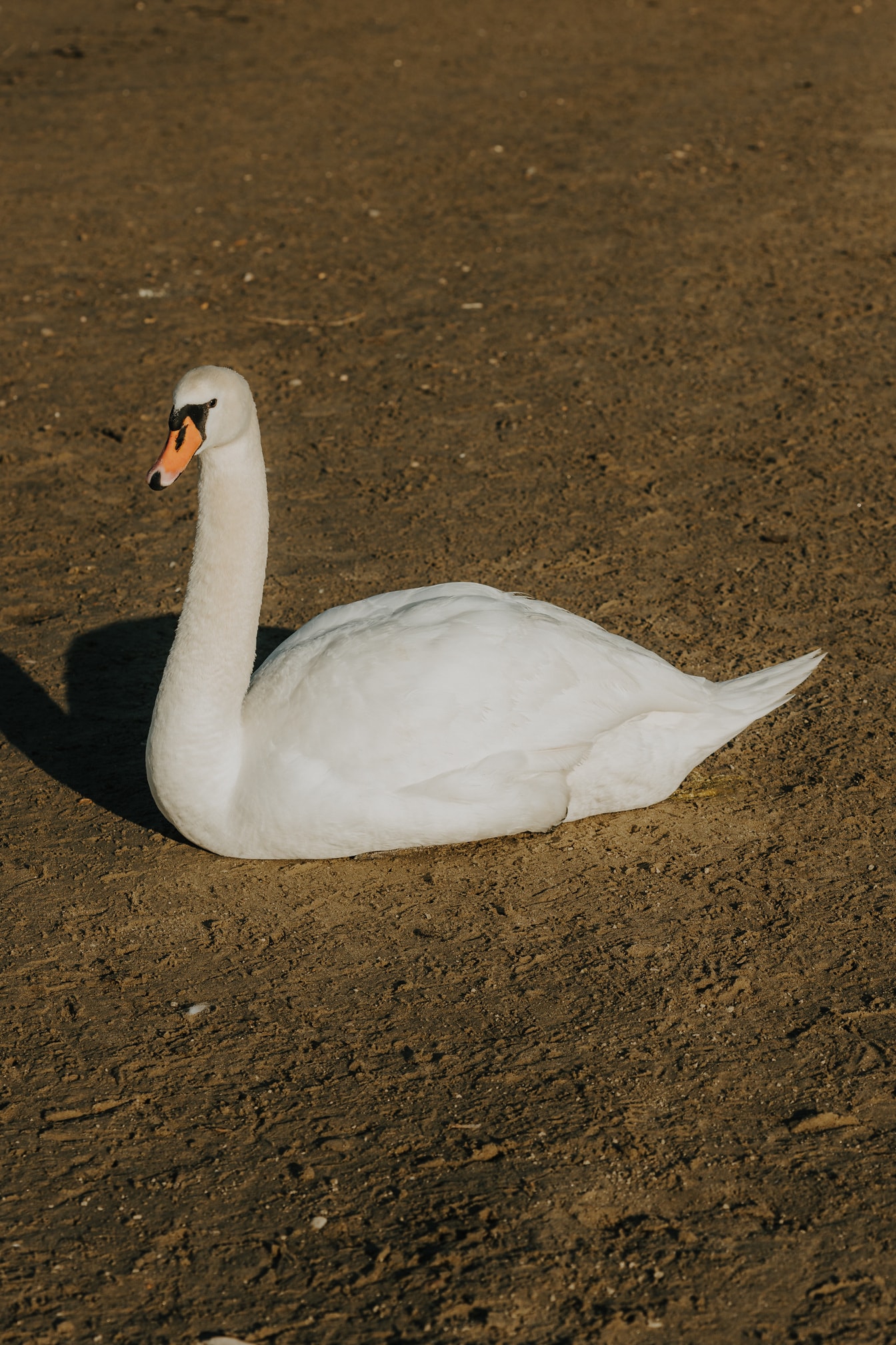 Бял лебед, наслаждаващ се на слънчеви бани на мокър пясък
