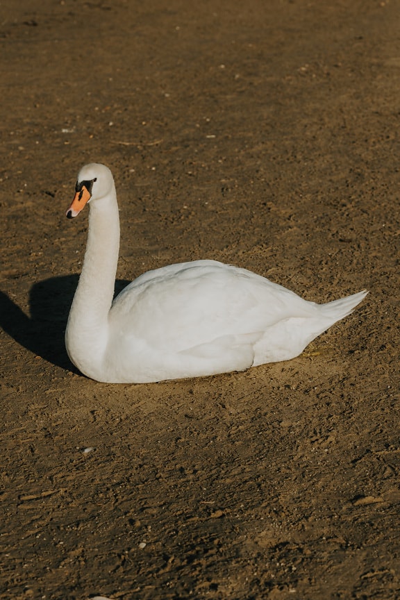 White swan enjoying sunbathing on wet sand