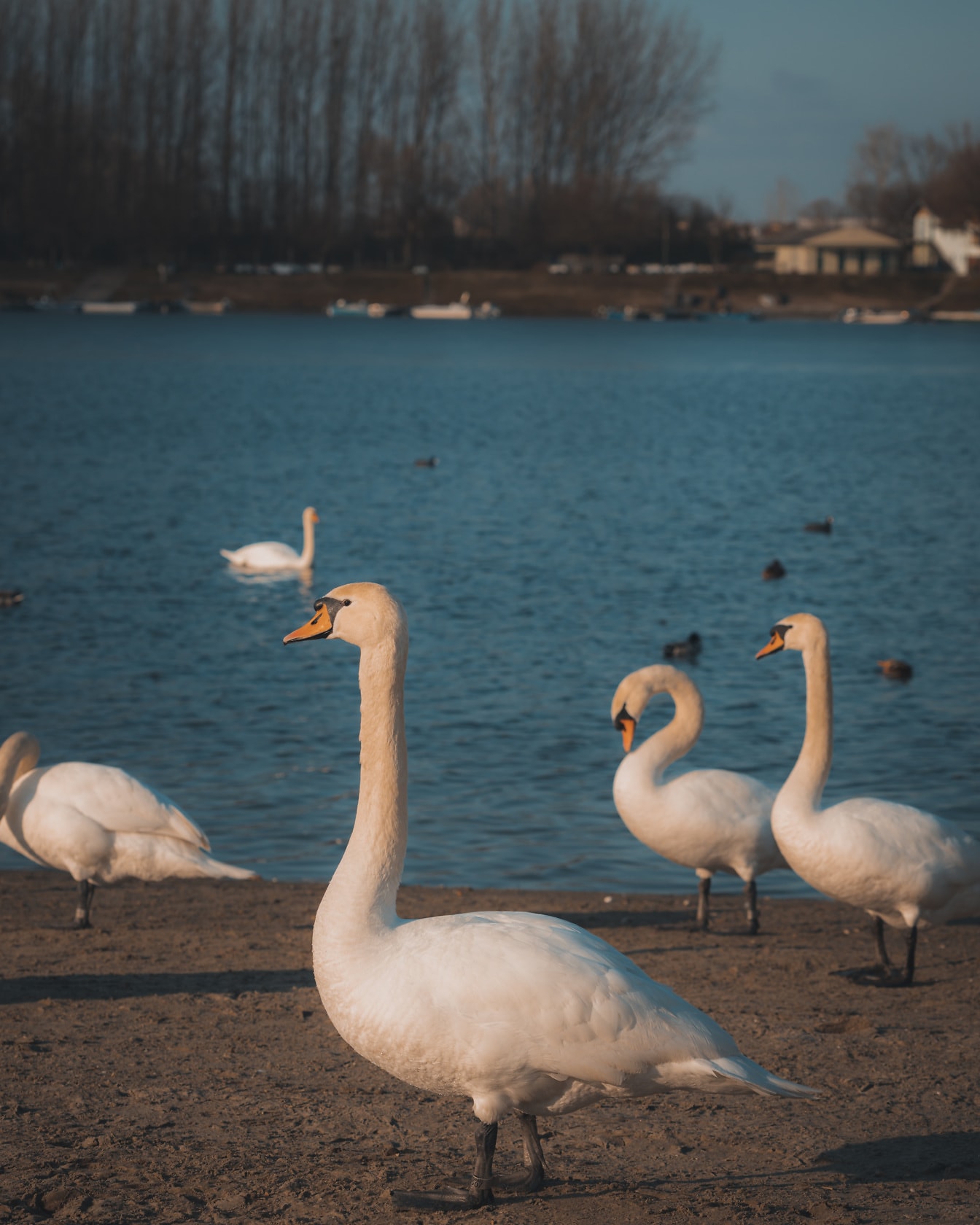 Parvi valkoisia viertolaisia ottamassa aurinkoa joen rannalla
