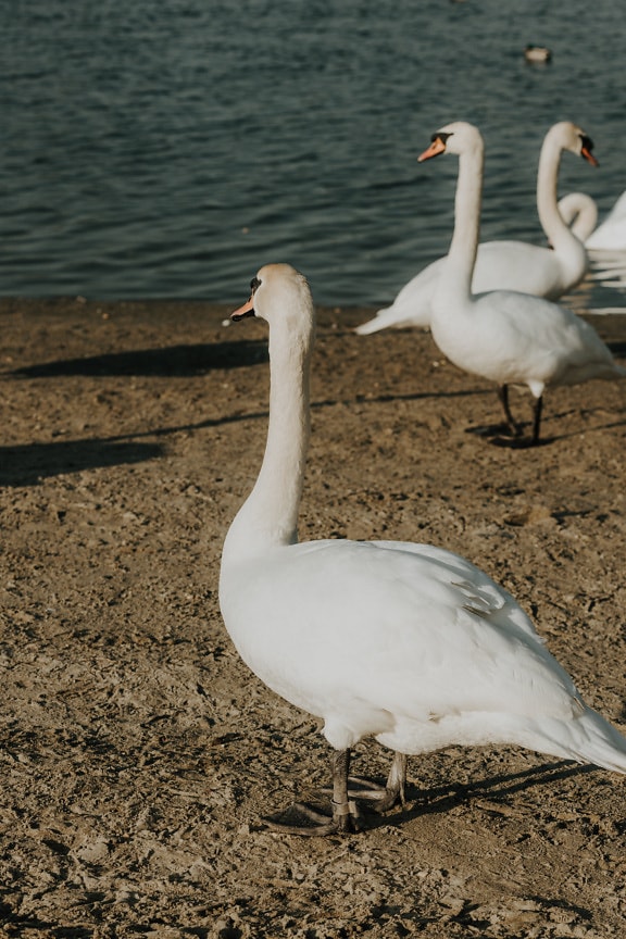 Several white swans sunbathing on riverbank