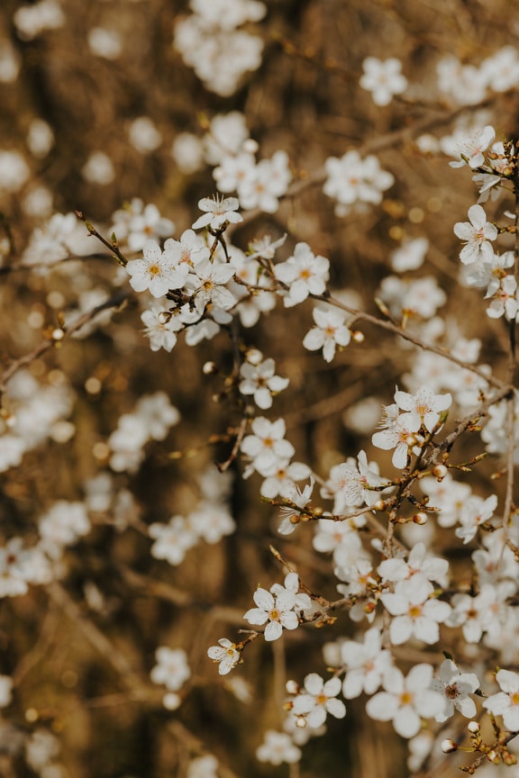 kis, fehér virág, ágak, tavaszi idő, virág, kivirul, fióktelep, tavaszi