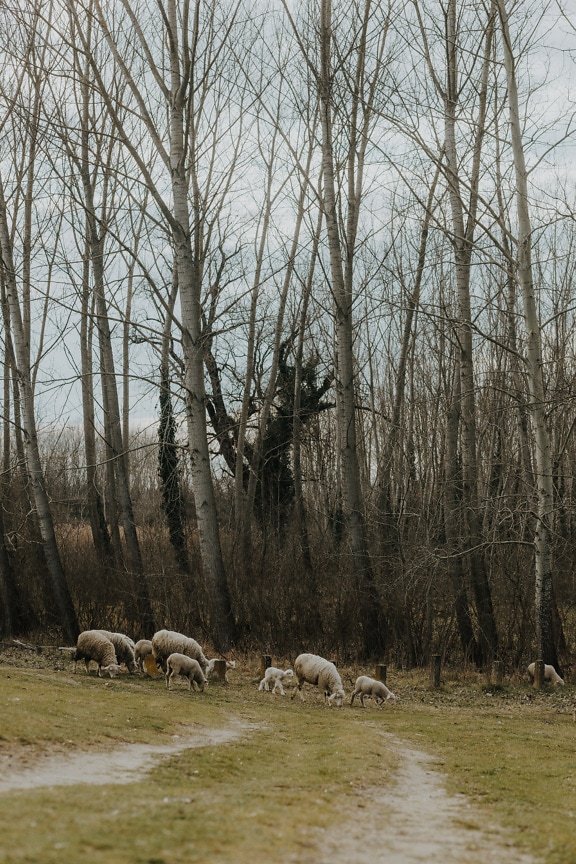 Domestic sheeps with lambs in herd grazing