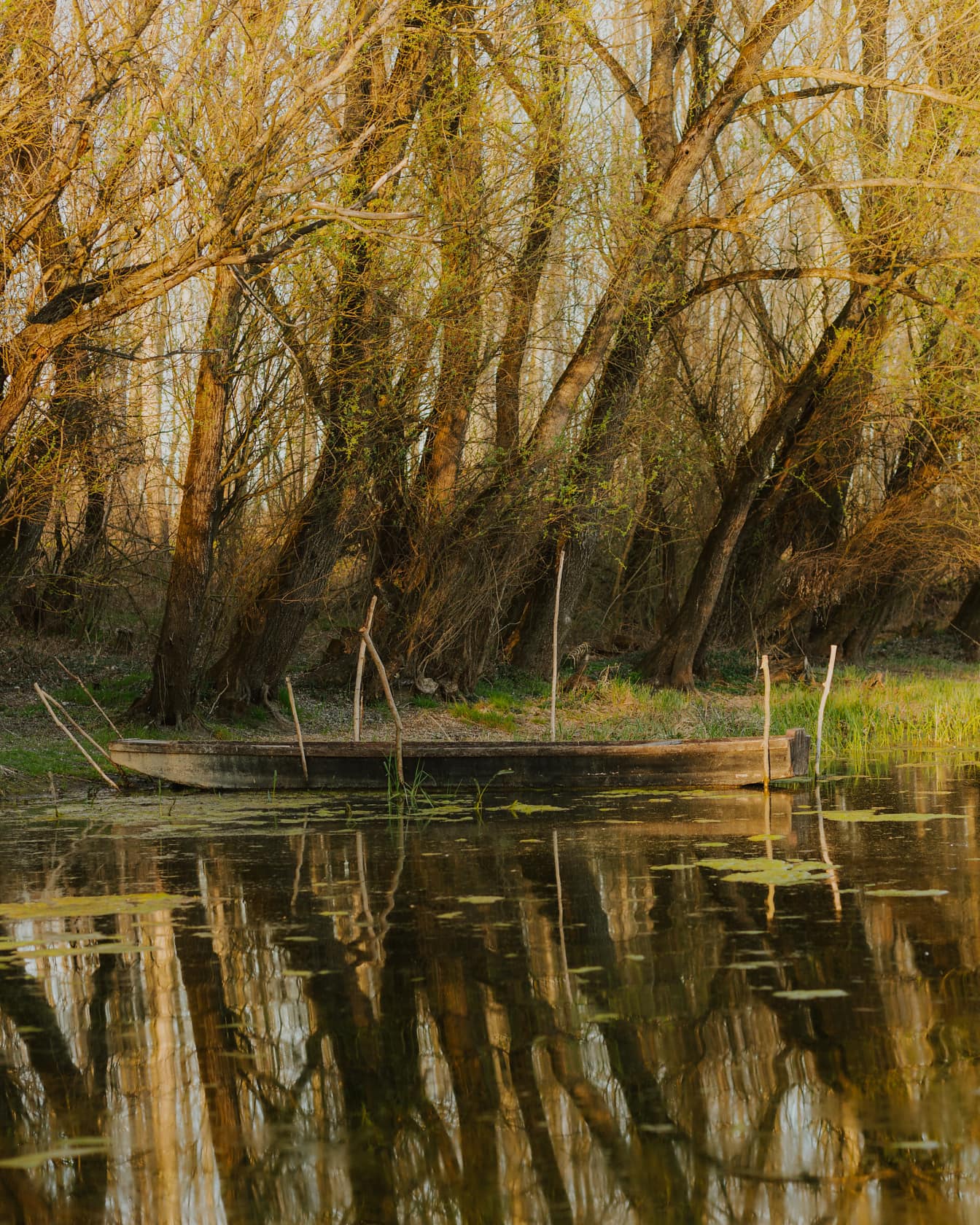 Старий дерев’яний човен у трав’янистому болоті