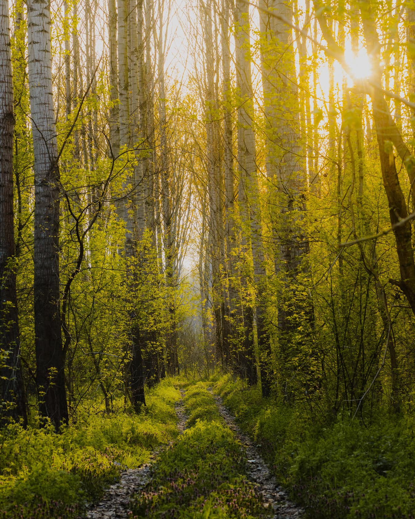Сонячна лісова дорога в тополиному лісі
