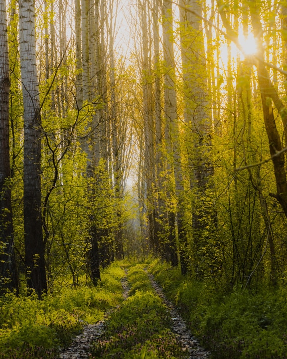 camino forestal, soleado, bosque, álamo, tiempo de primavera, bosque, árbol, paisaje