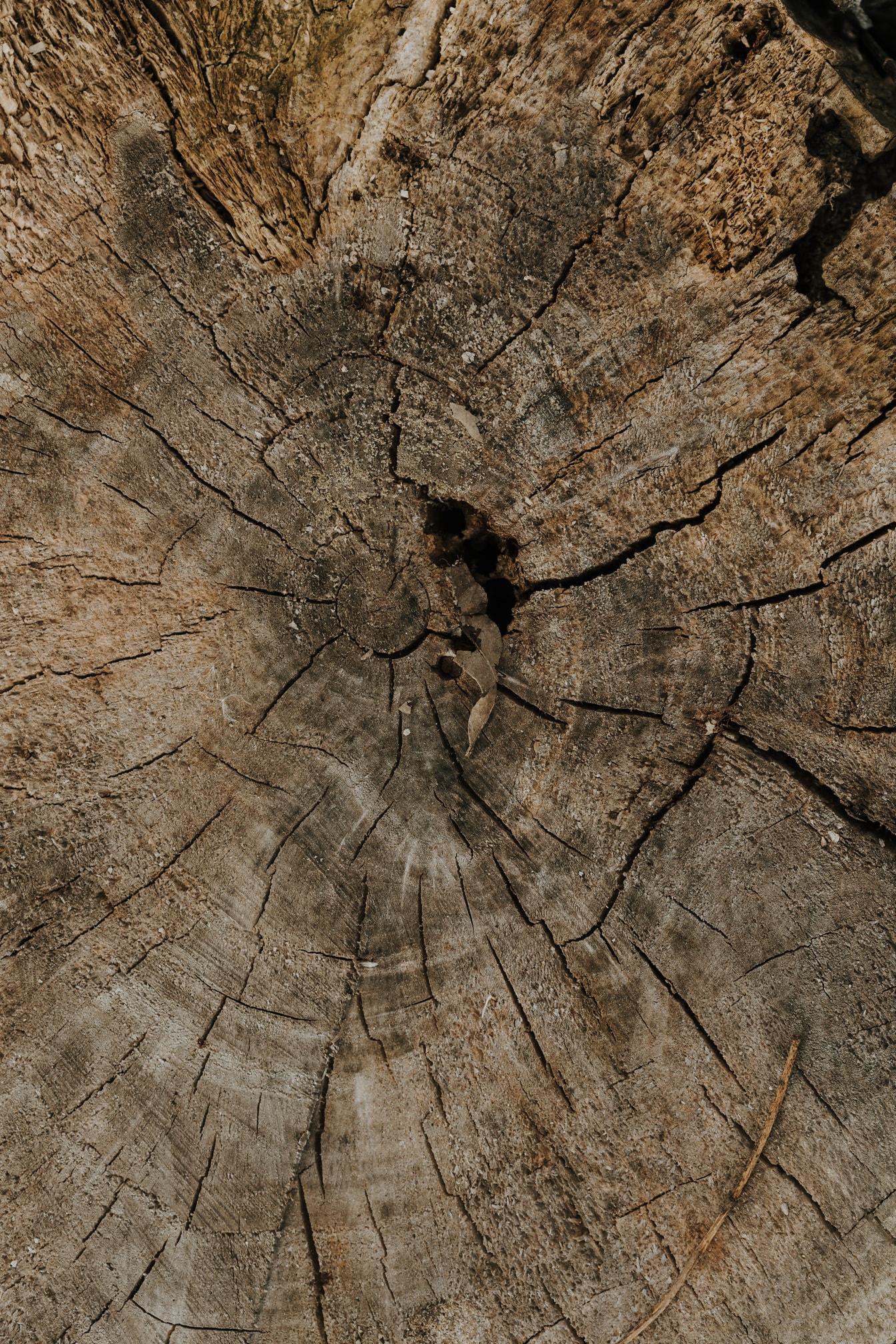 Poikkileikkaus puunrungosta, vanhan puun tekstuuri