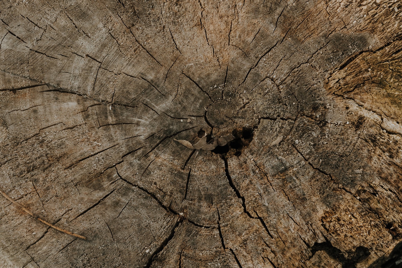 Sección transversal de textura sucia del tronco del árbol