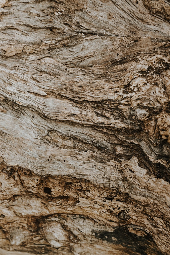 Surface of old light brown wood tree texture