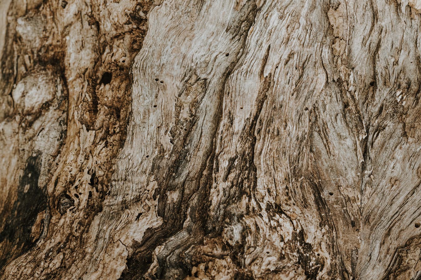 Textura de madera de nudo de sección transversal