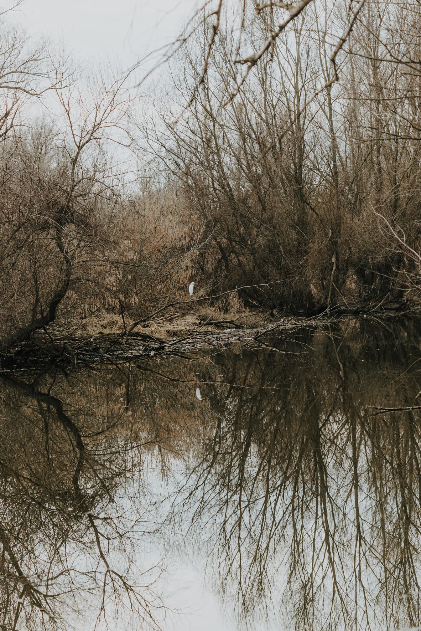 枝の沼地の白鷺