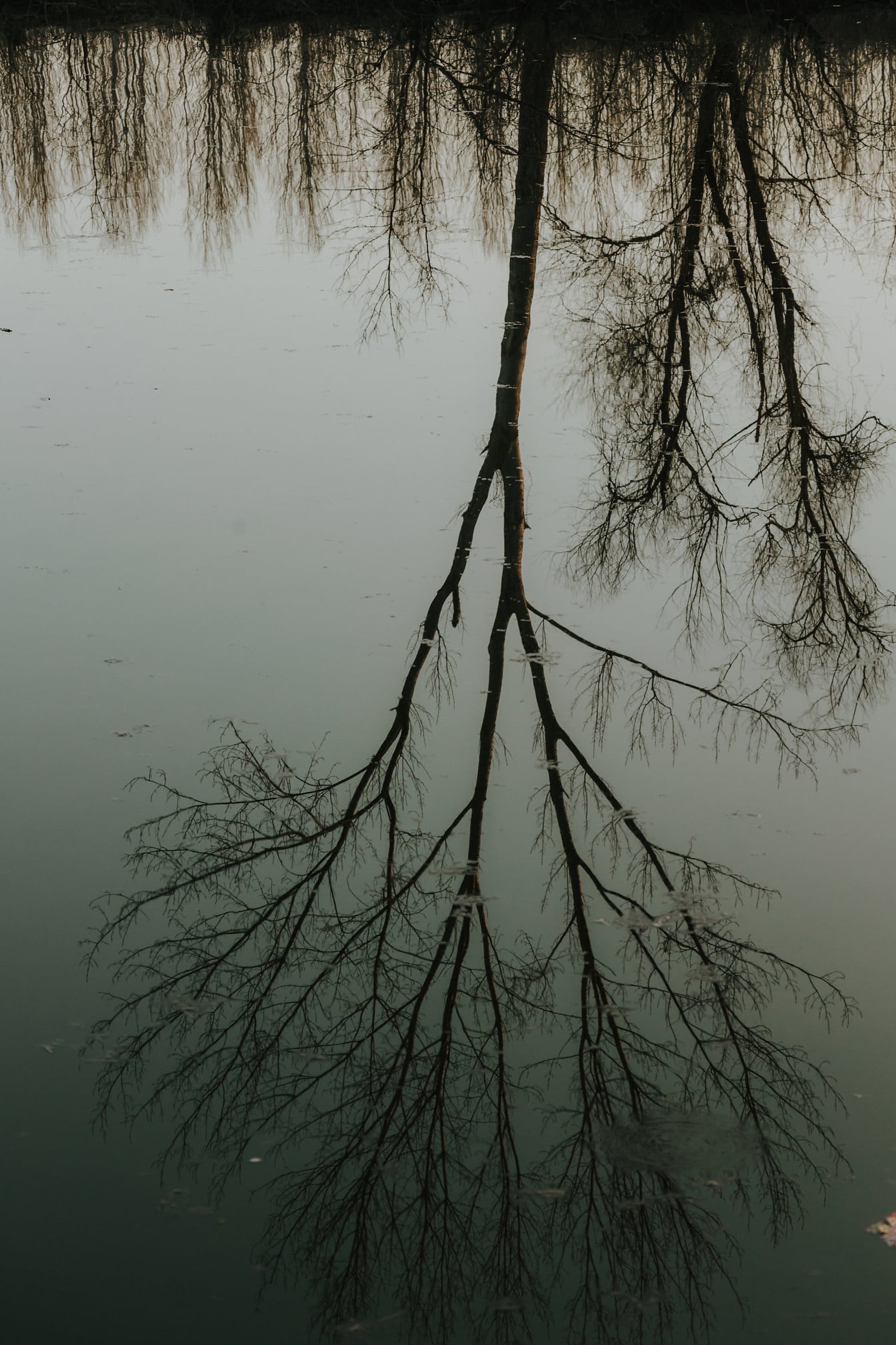 Отражение на ствола на дървото върху спокойното ниво на водата