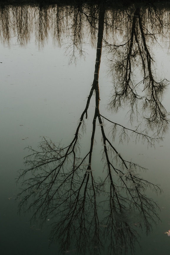 Tree trunk reflection on calm water level