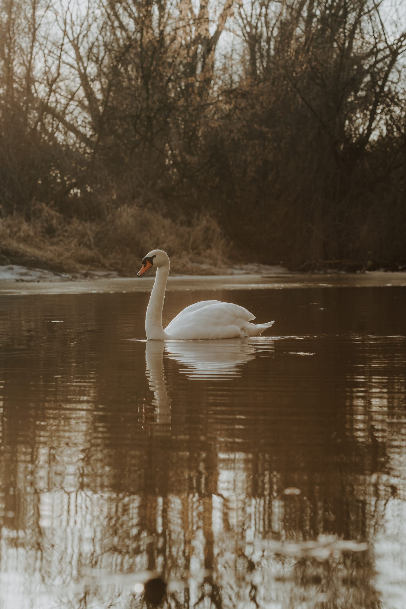 Majestátna biela labuť na jesennom brehu jazera