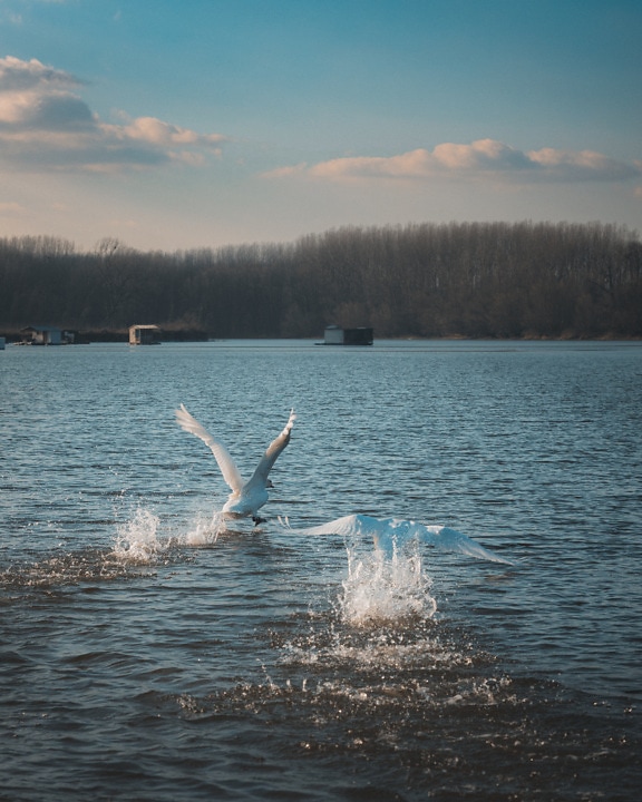 Cisne, decolando, superfície, nível de água, voando, água, lago, paisagem