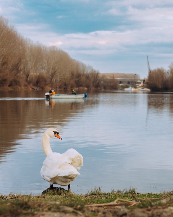 Pure white mature swan on lakeside