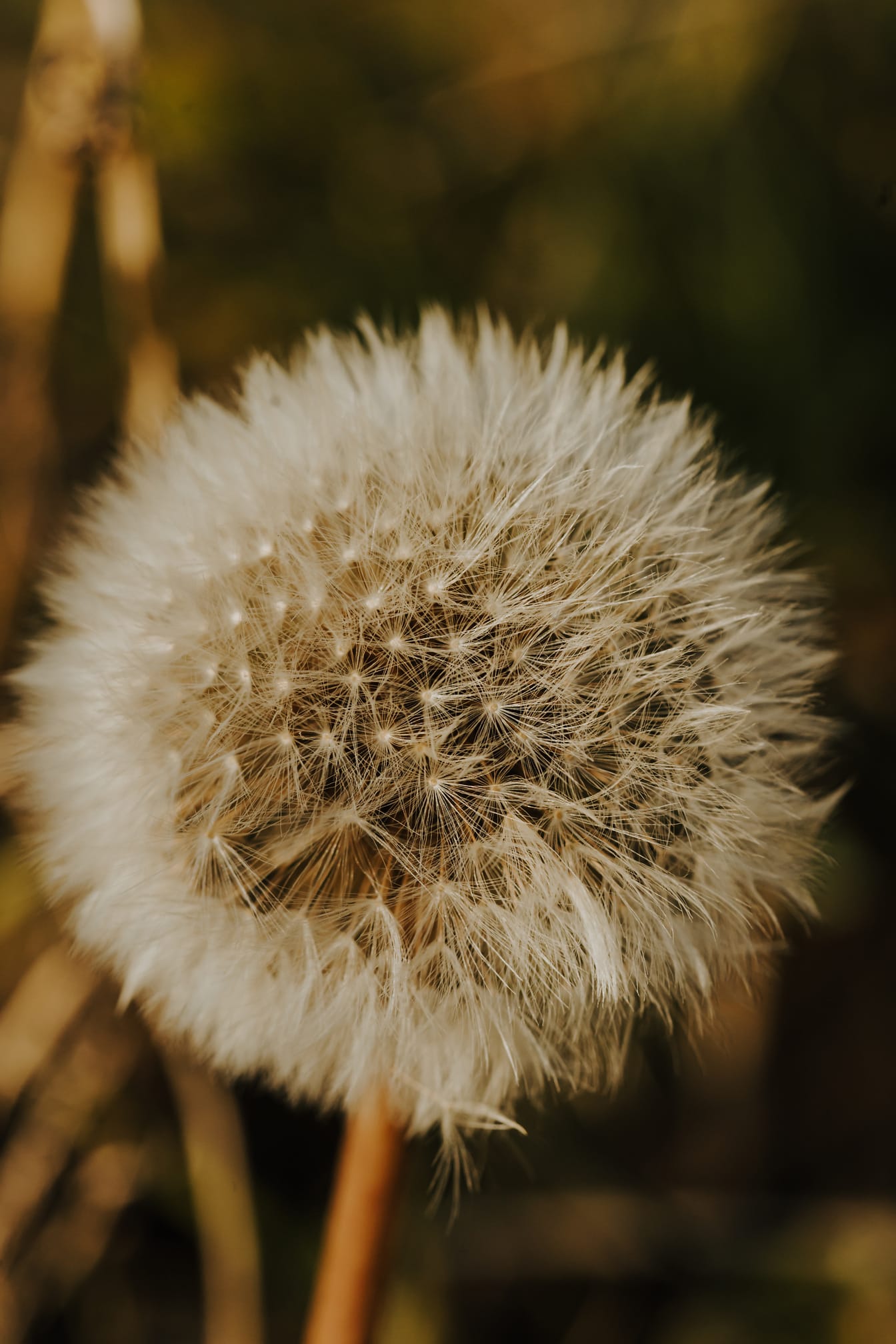 Close-up of dandelion flower seeds