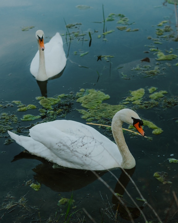 Two young white swan birds in swamp water close-up