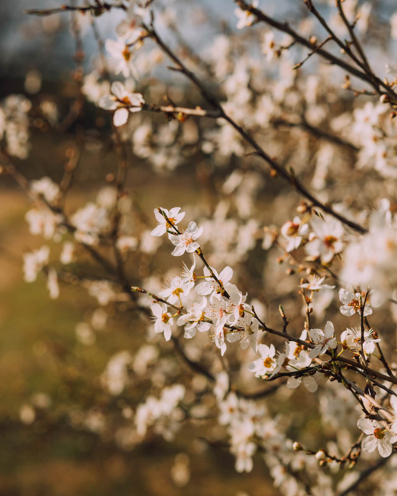 Bunga putih kecil di cabang-cabang di kebun di musim semi