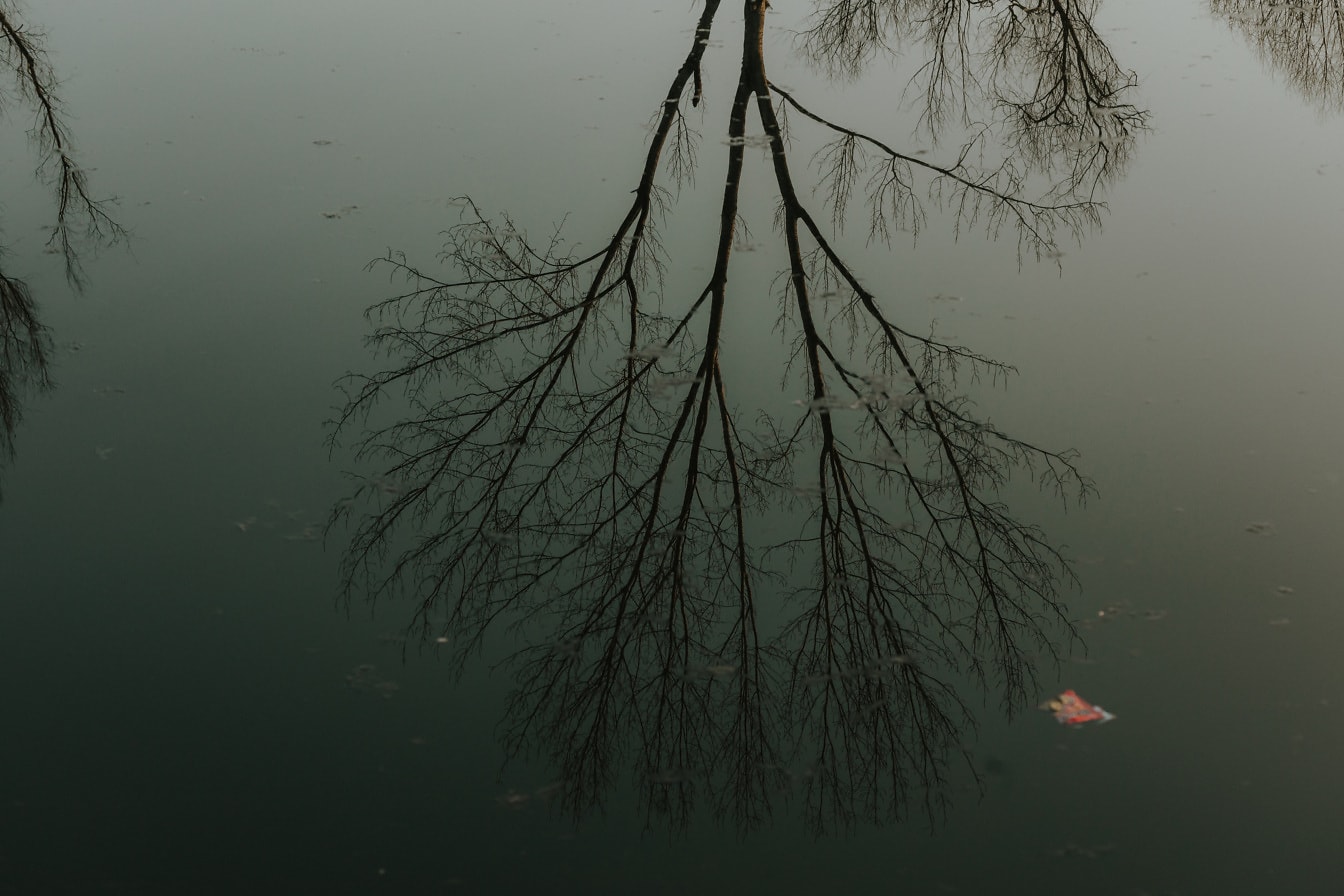 Pantulan pohon di air sungai yang tenang