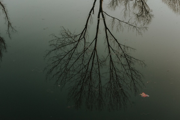 Reflection of tree in calm river water