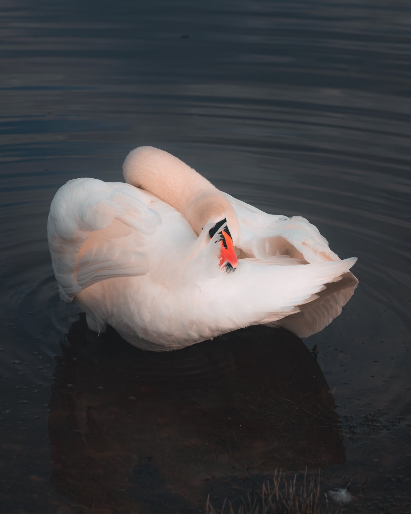 White swan resting with its neck on beck
