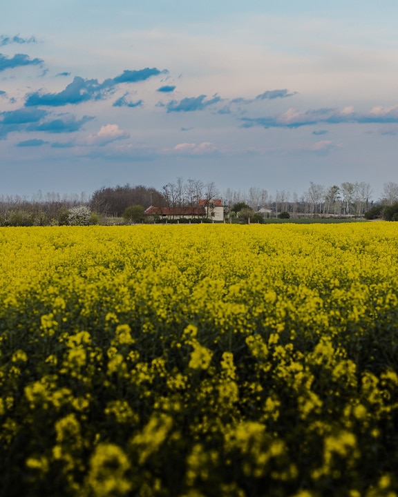 Rapeseed agricultural field with farmhouse in distance