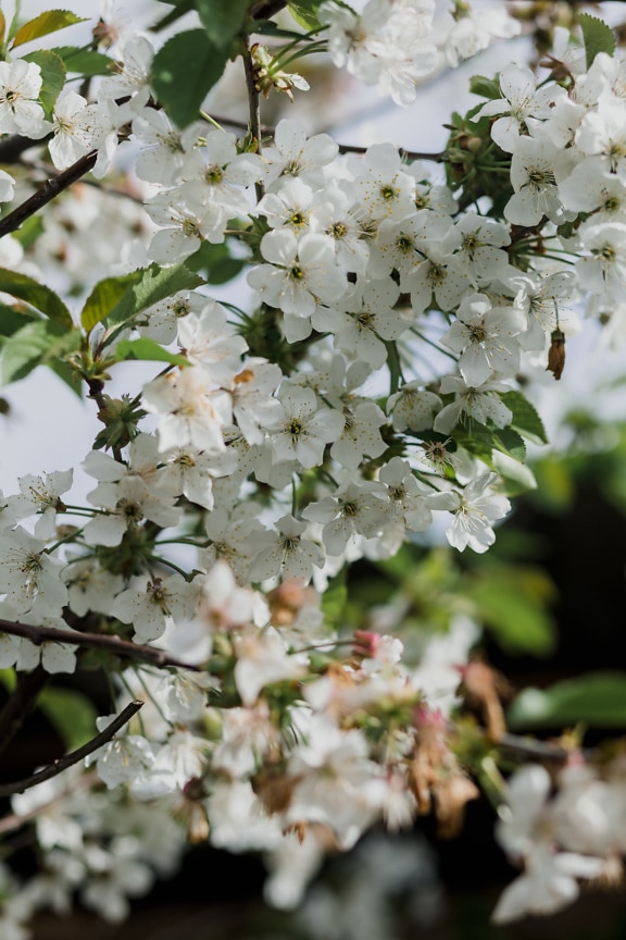 witte bloem, fruitboom, boom, lentetijd, bloesem, tak, plant, blad