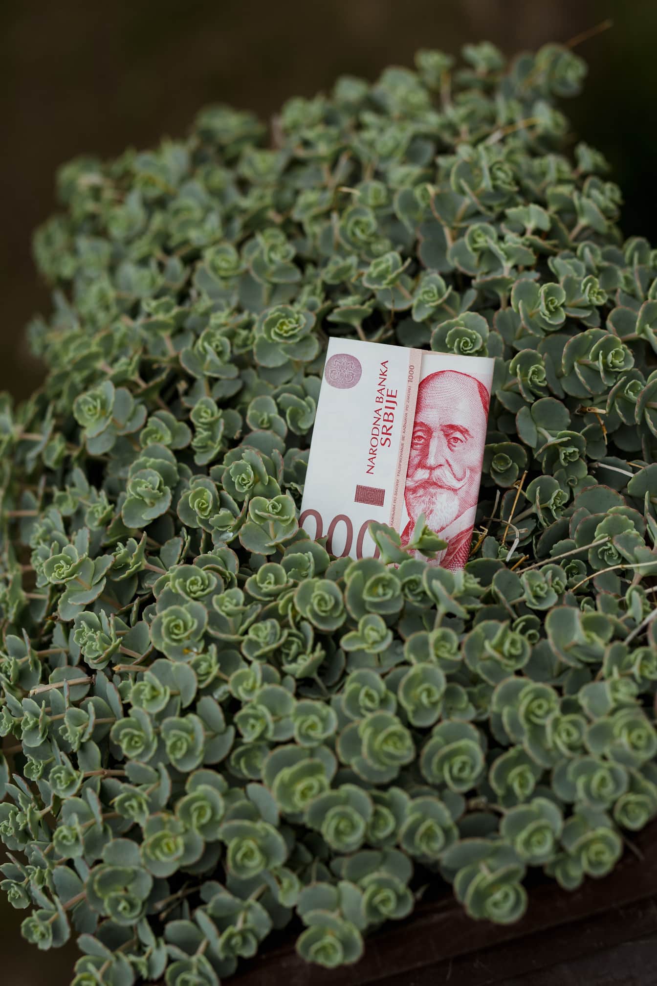 1000 Servische dinars van nationale bank van Servië op groene bladeren